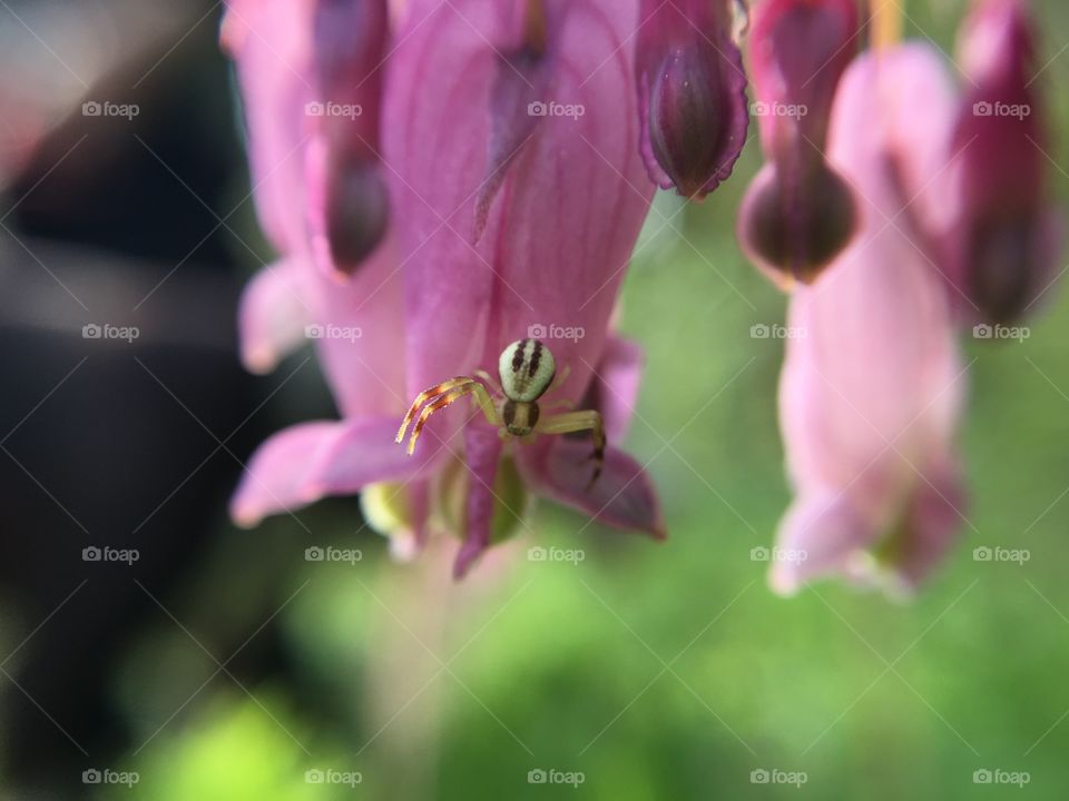 Spider on a flower 