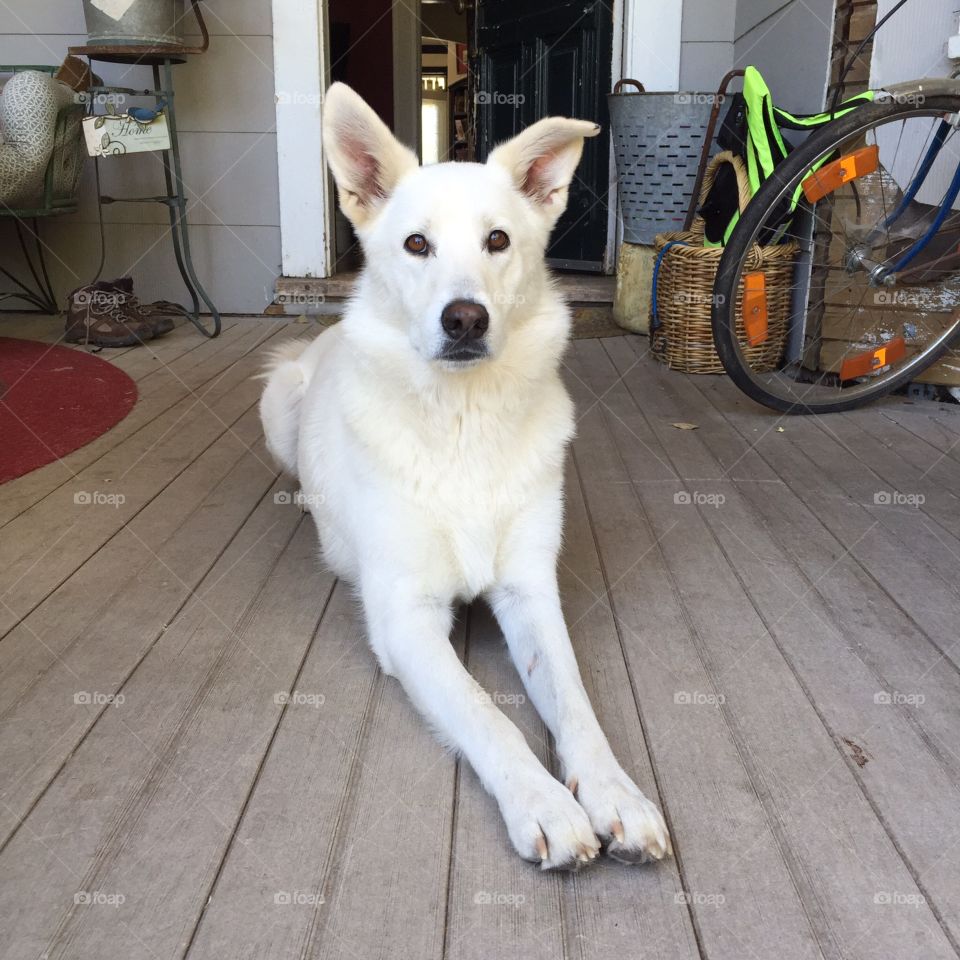 Dog, Canine, Pet, Portrait, Puppy