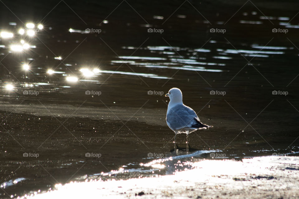 Seagull standing on the shore in sunlight - fiskmås står på stranden i glittrande solsken 