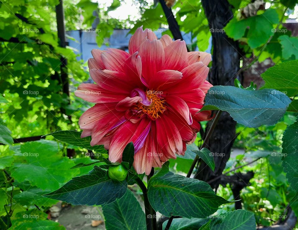 Pink flower