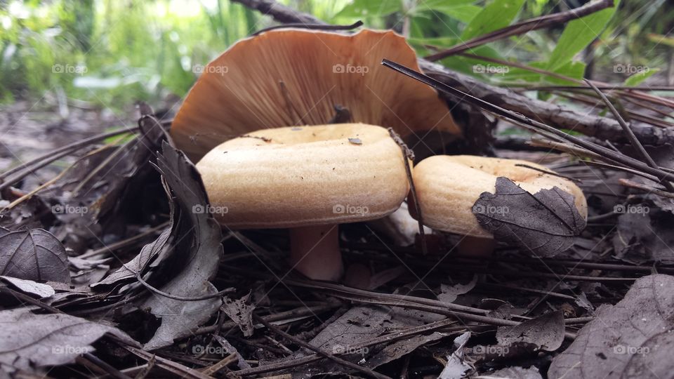 Trio of Mushrooms. Scenes from the forest floor