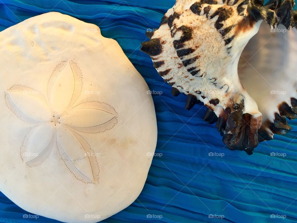 Elevated view of sand dollar and conch shell