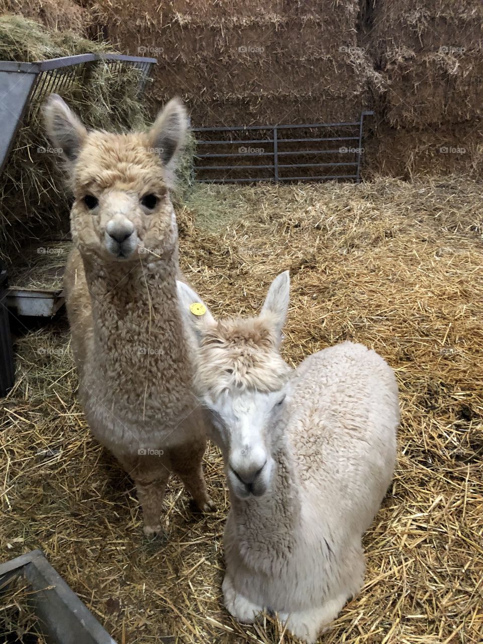 Christmas nativity at the farm 