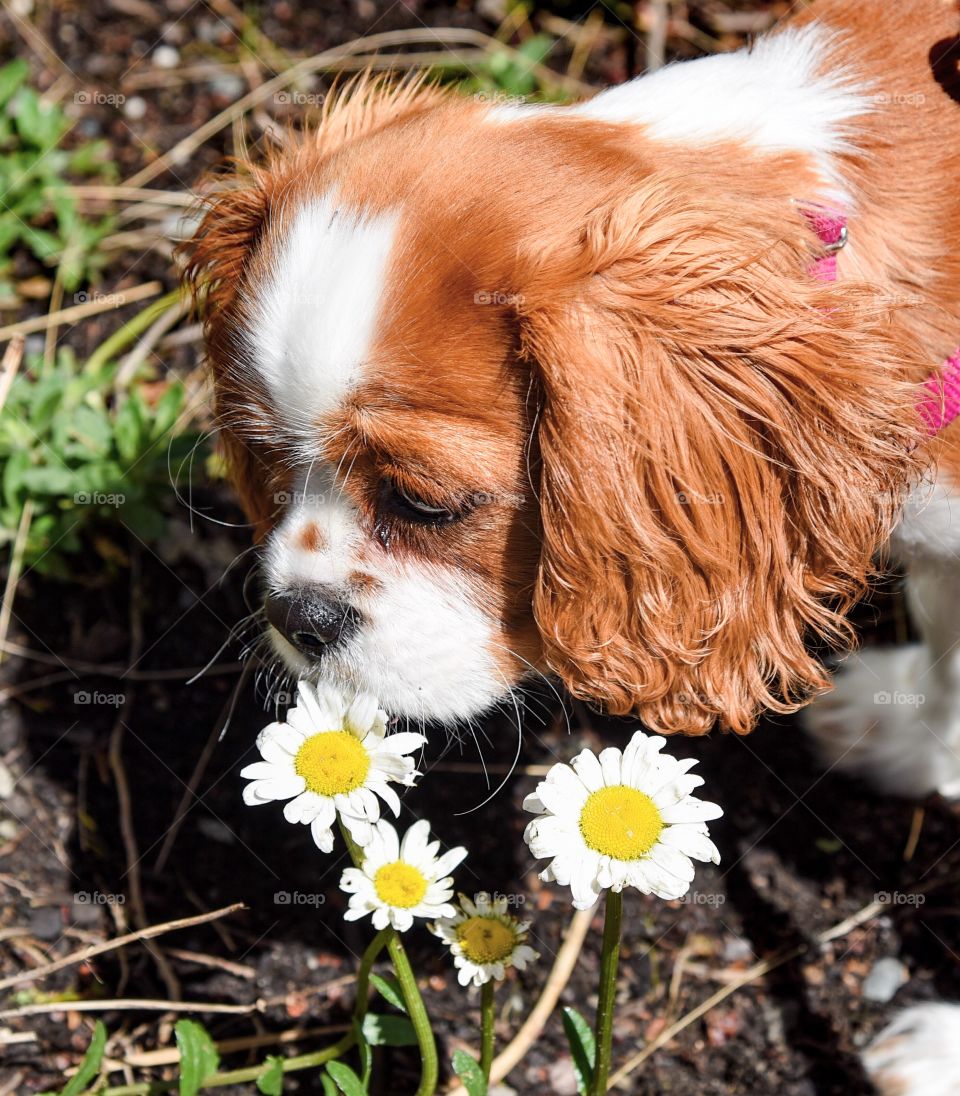 Puppy flowers