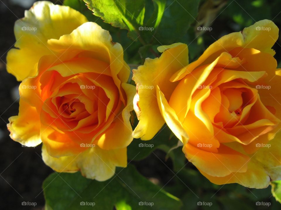 Beautiful yellow roses 