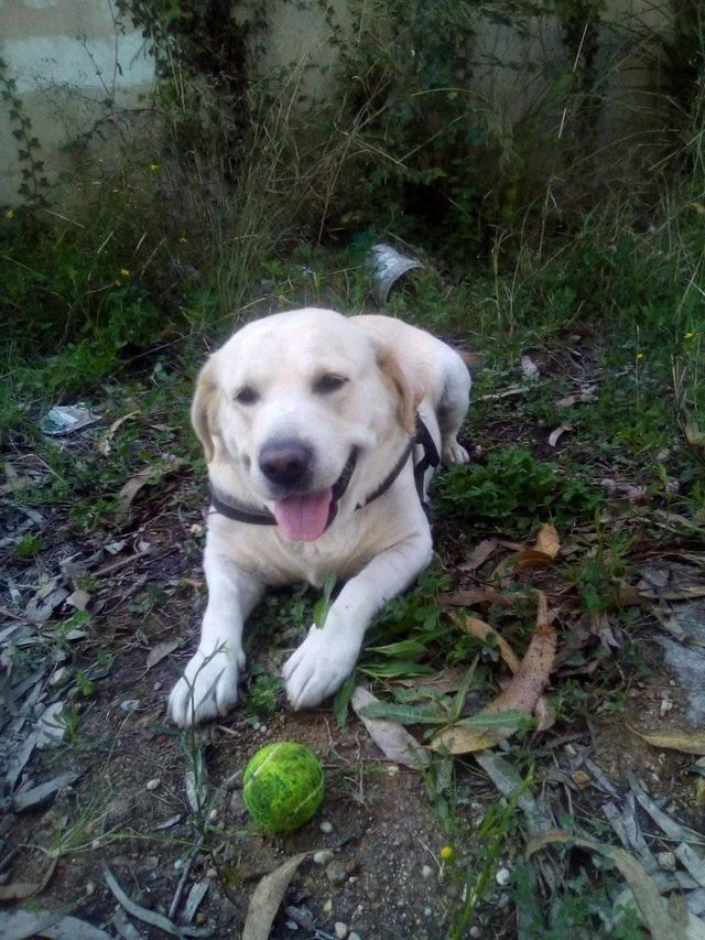 My baby dog
