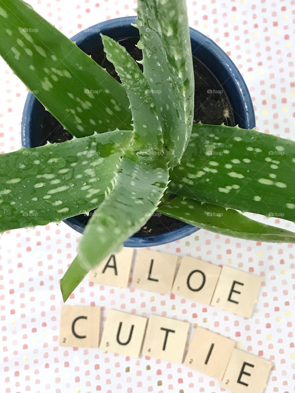 Aloe Cutie! Aloe Vera plant flatlay.