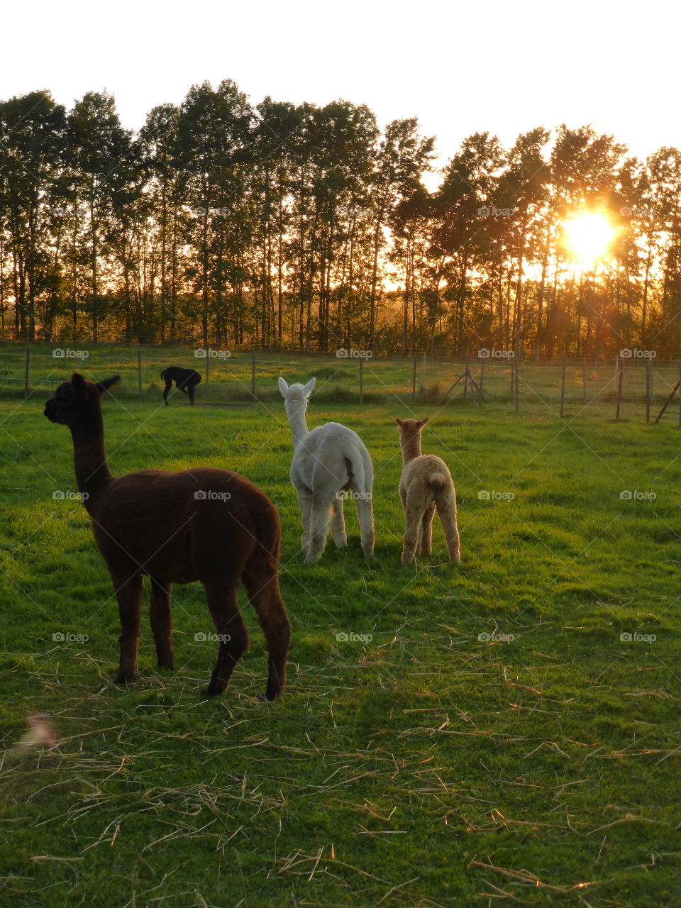 Rear view of alpacas during sunset