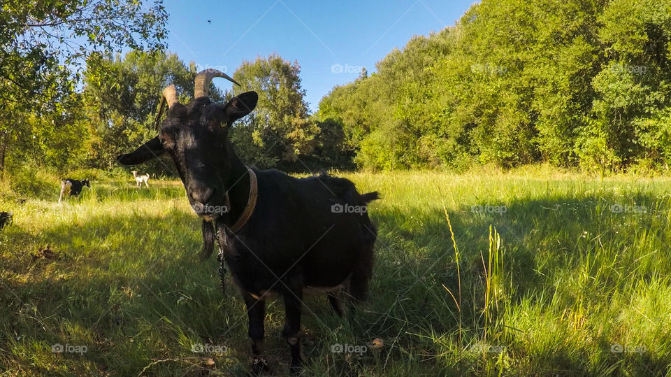 Close up of a black goat in a rural farm in Central Portugal
