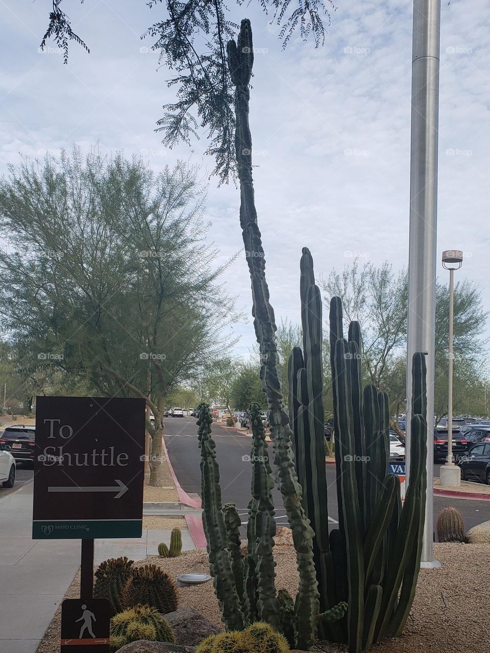 Display of cactus - Arizona