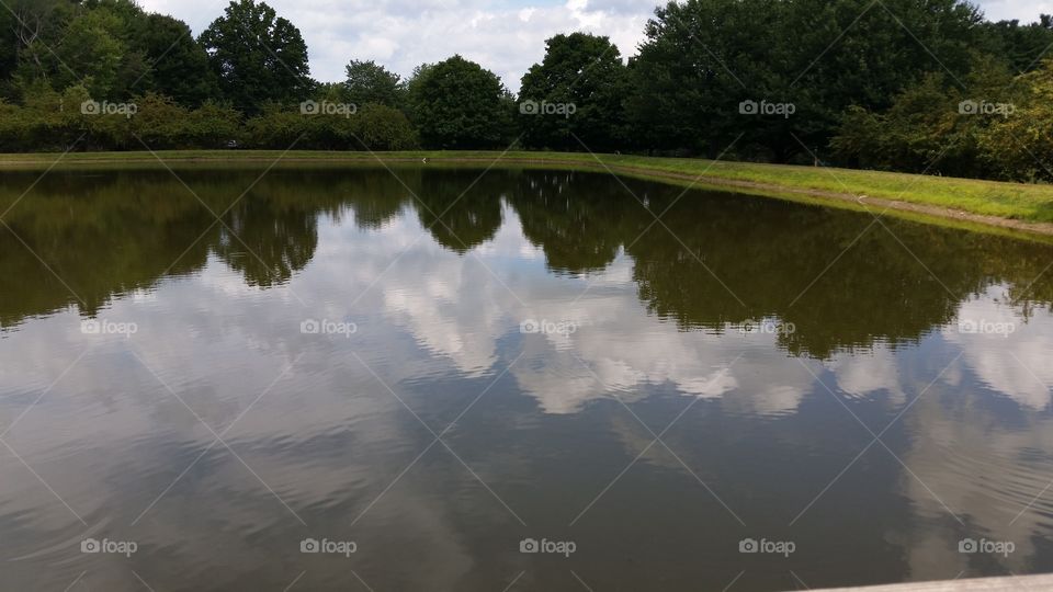 pond. pond on a farm