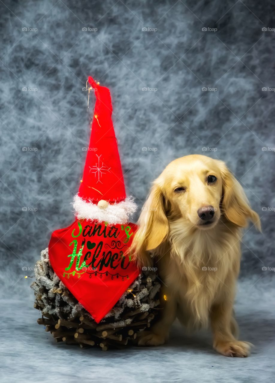 Santa's little helper