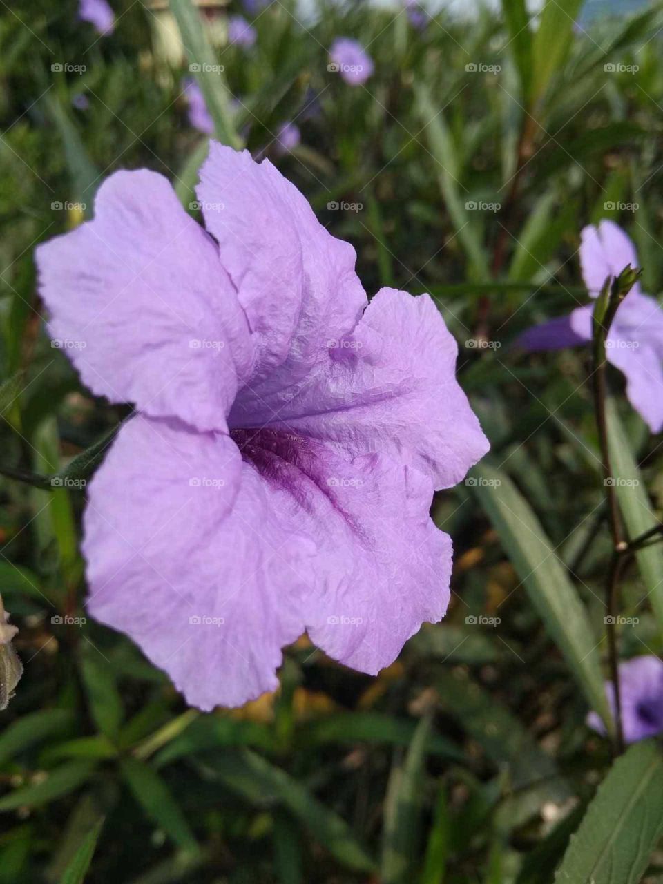 beautiful purple flower in garden