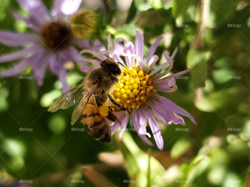 Bee pollinating purple aster flower