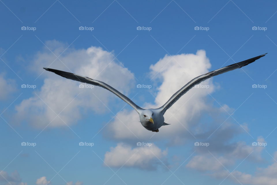 Searching for the bread...