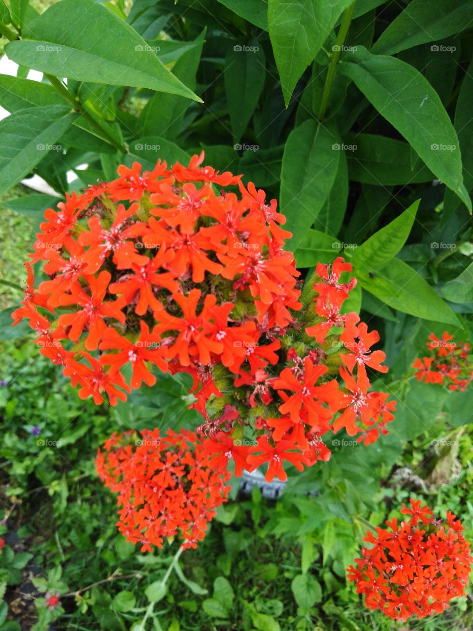 Яркий цветок