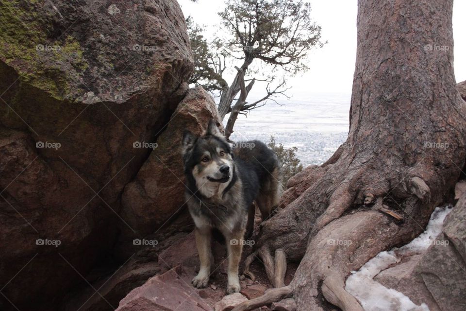 Atop the flat irons in boulder. Wolf dog atop the flatirons in boulder Colorado 
