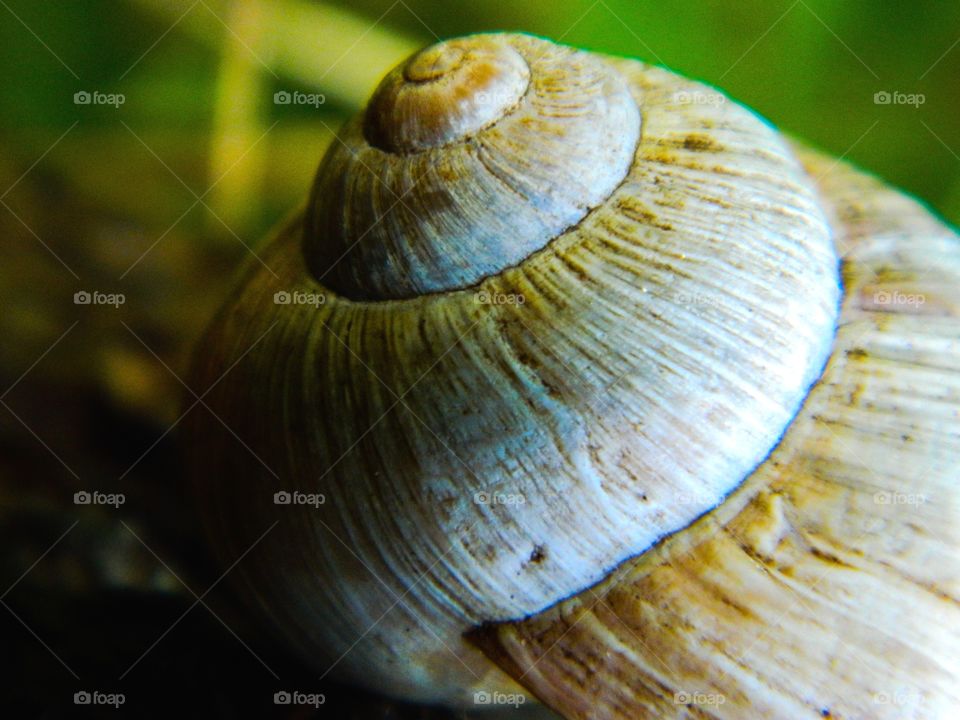 Snail