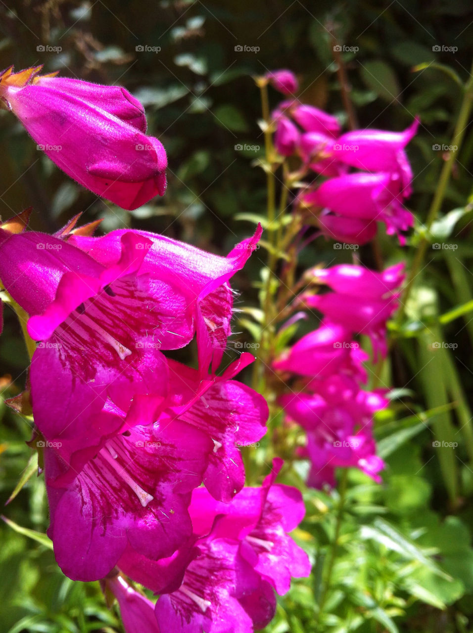 flowers plants pink summer by derrybirkett