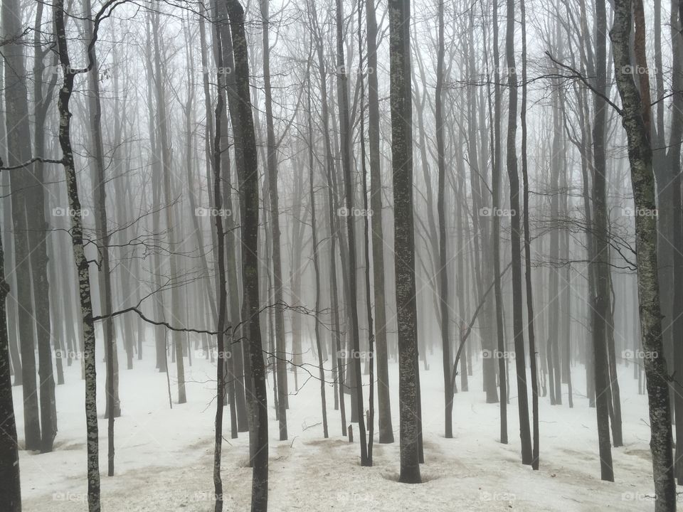 Fog in forest