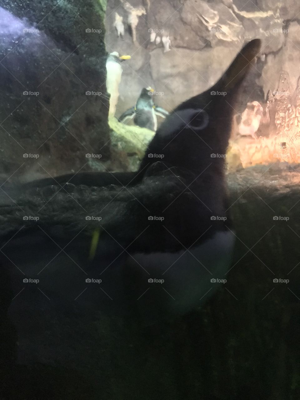 Pittsburgh zoo 