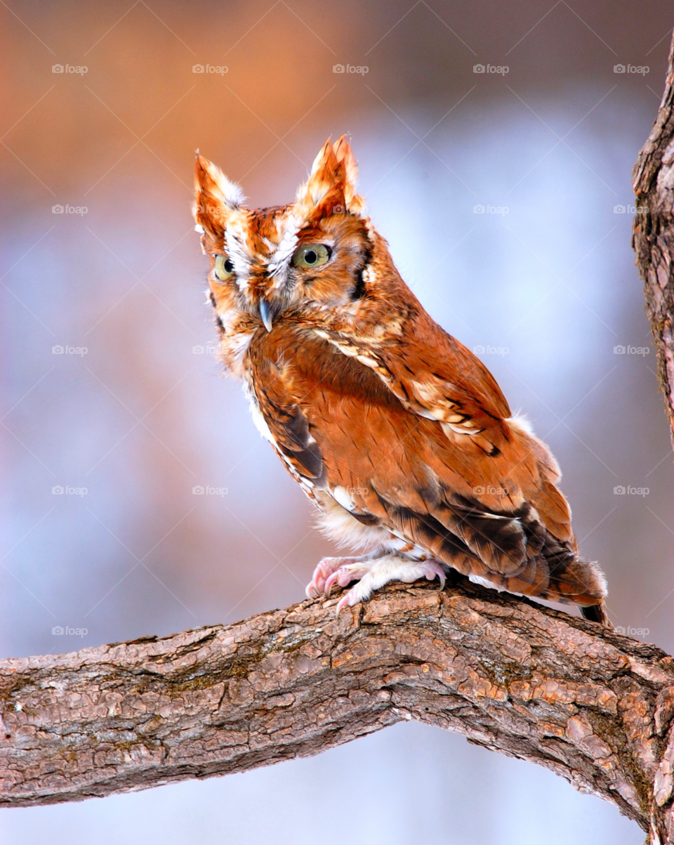 bird owl eastern screech owl s