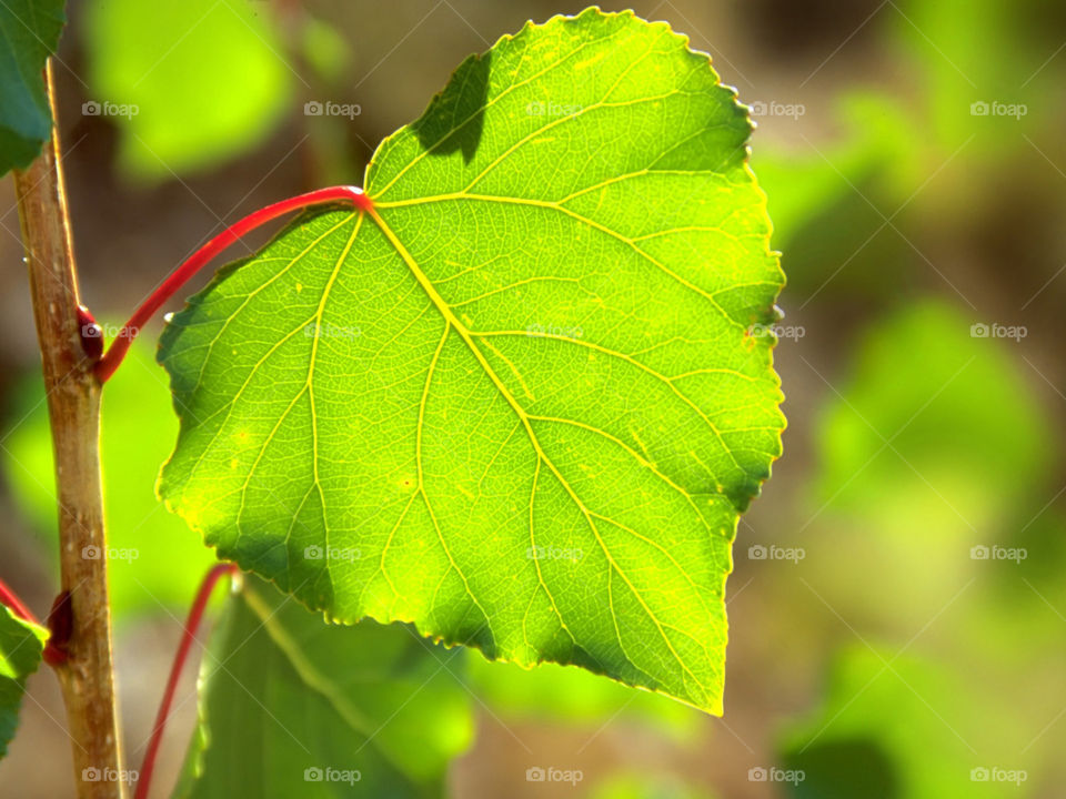 блики, лист, весна, свет, зелень, солнце, Липа 