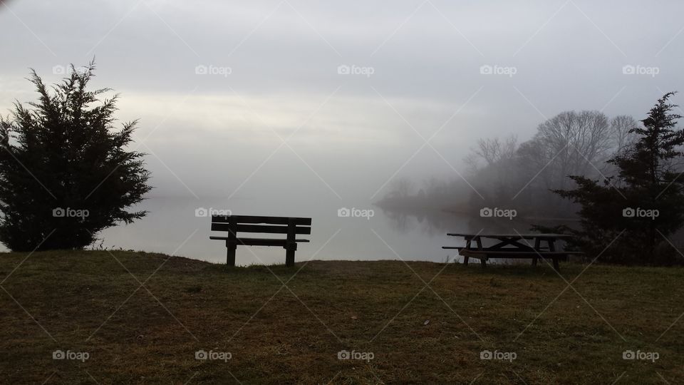 Landscape, No Person, Fog, Tree, Dawn