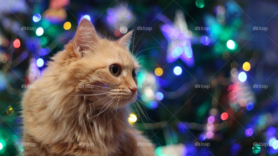 Sweet ginger cat near the Christmas tree