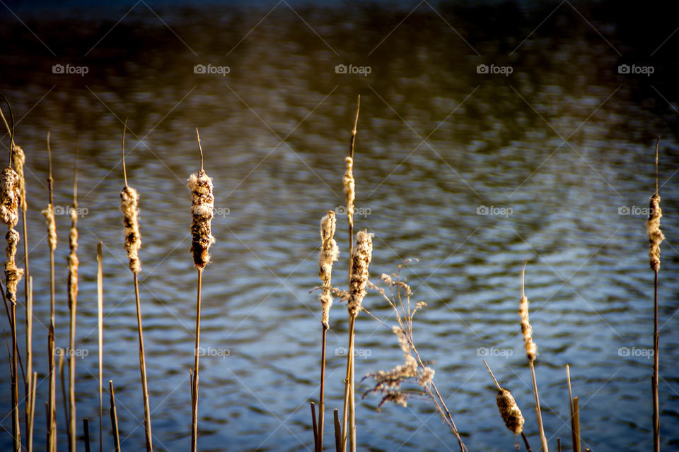 Cattails growing at lake
