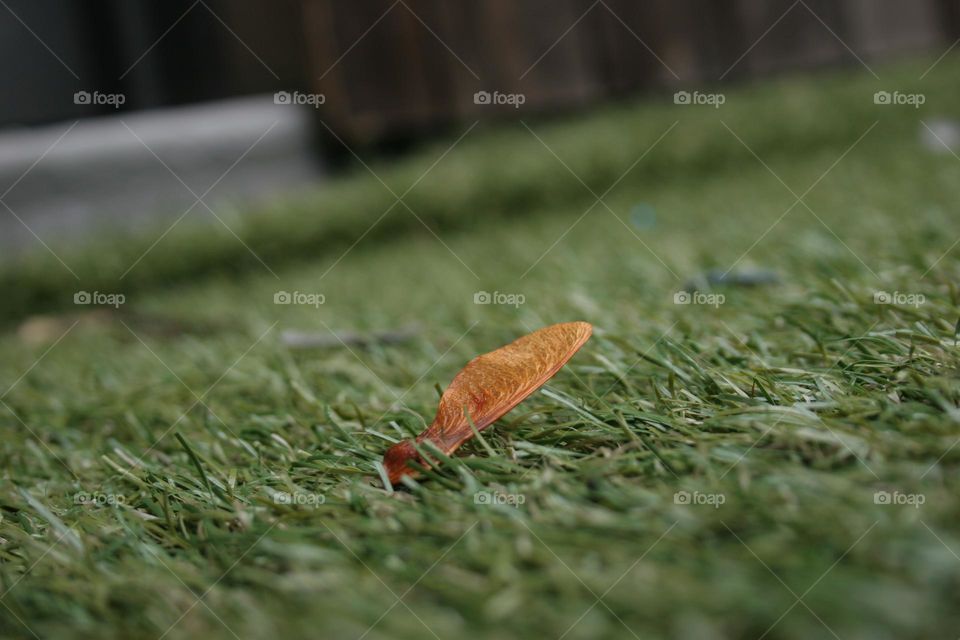 Leaf type object (not sure what it's called), with a shallow depth of field. Low ISO