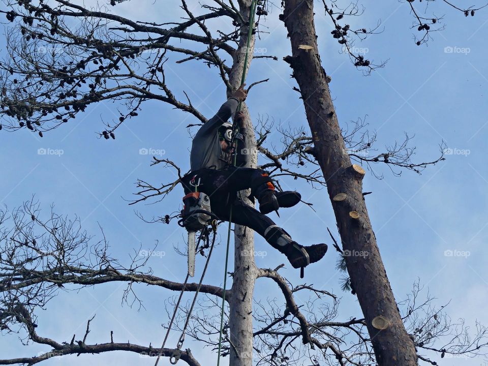 Tree Climber - Most dangerous job - Fear is the word we use to describe our emotional reaction to something that seems dangerous. But the word "fear" is used in another way, too: to name something a person often feels afraid of