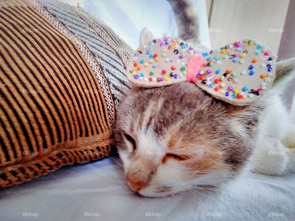 Cat.resting cat with bow