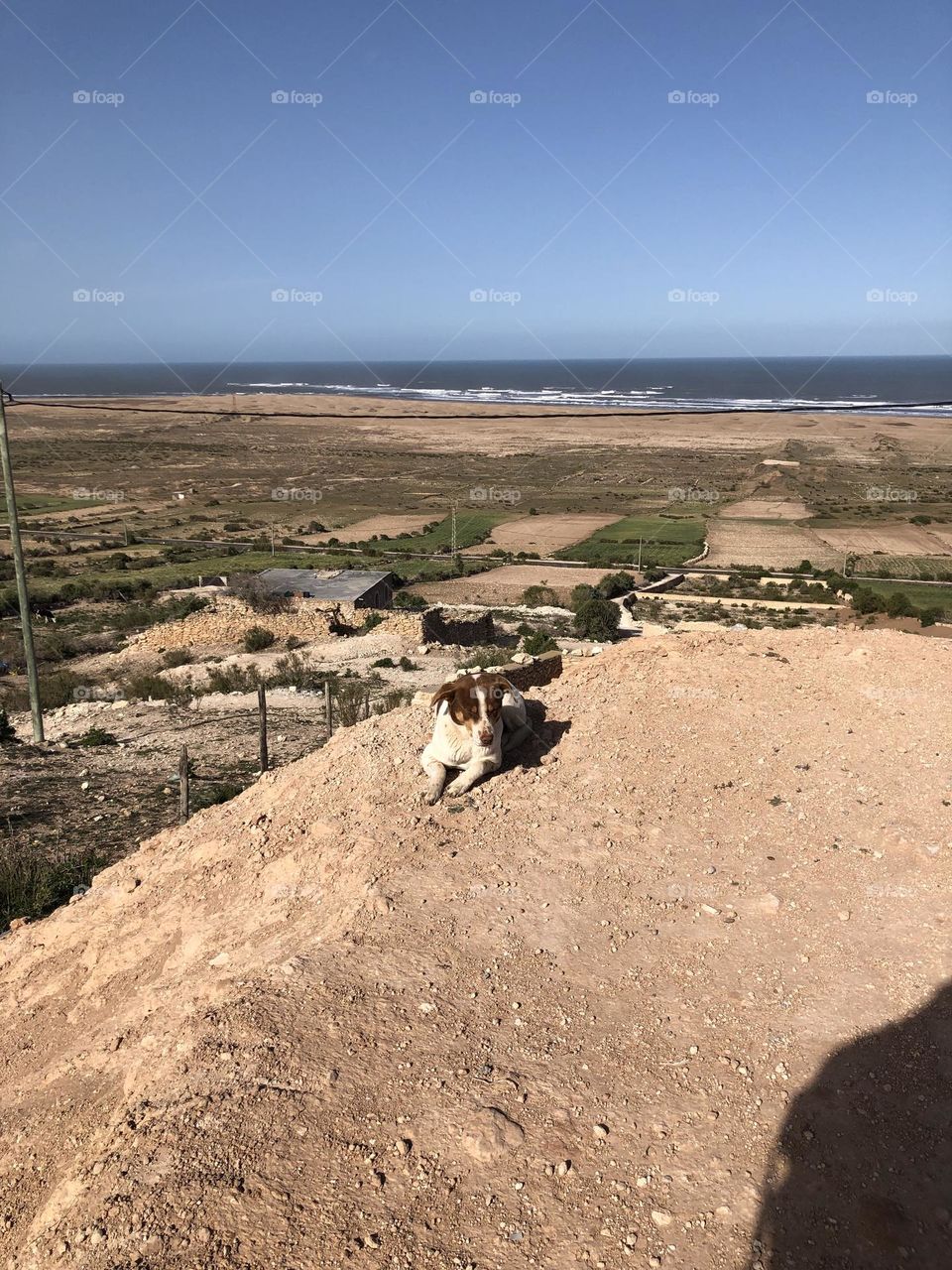 Beautiful dog looking at camera 