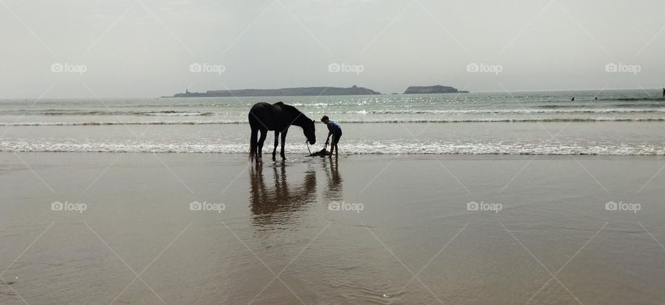 a young man cleaned his horse with water near the sea at essaouira city in Morocco.