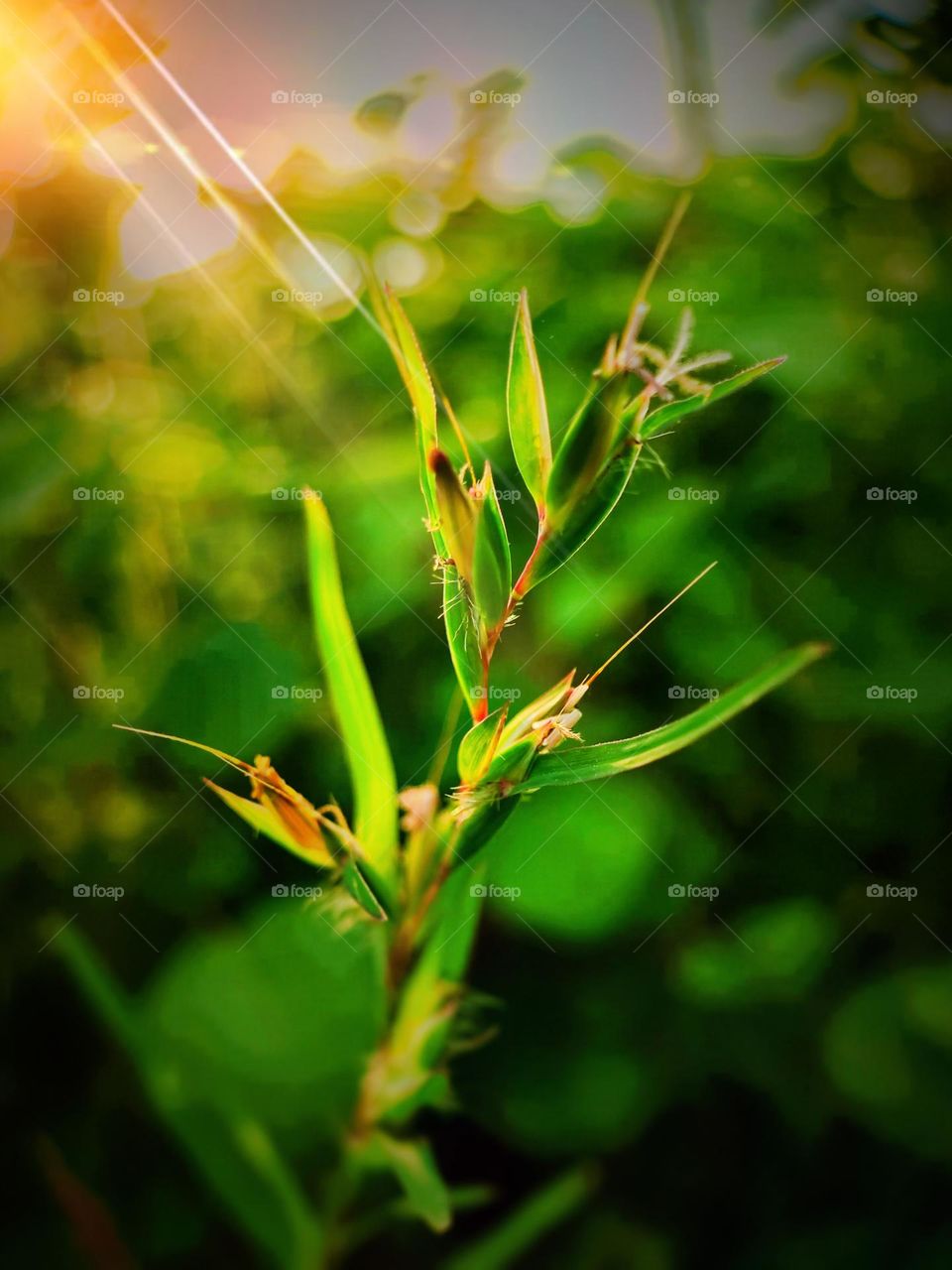 grass