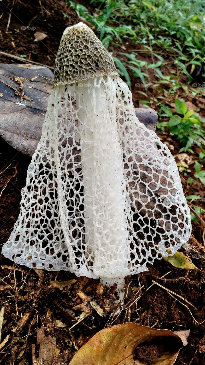 unique mushroom