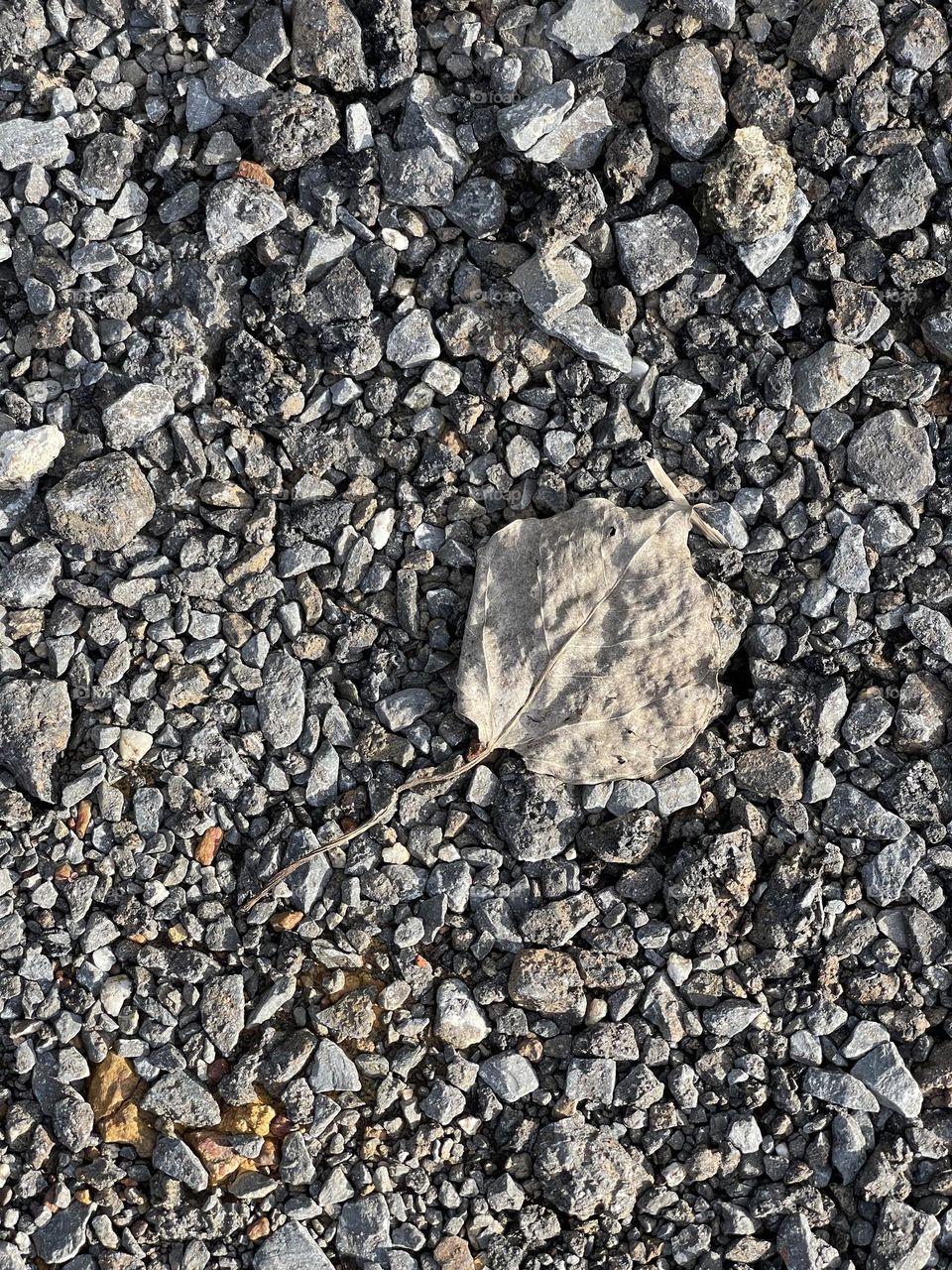 Dried leaf on the rocky drive way under a sunny day