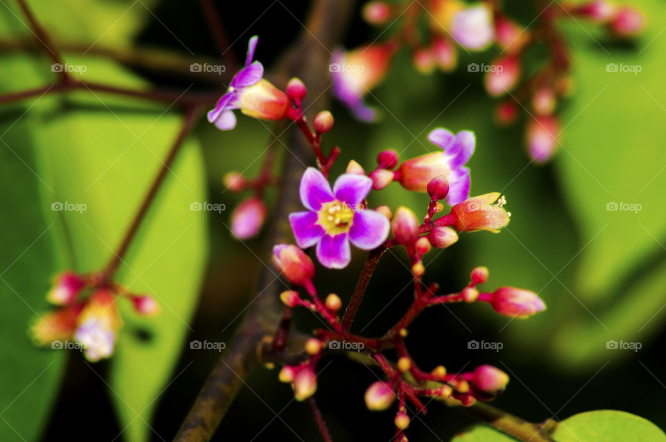 star fruit flower