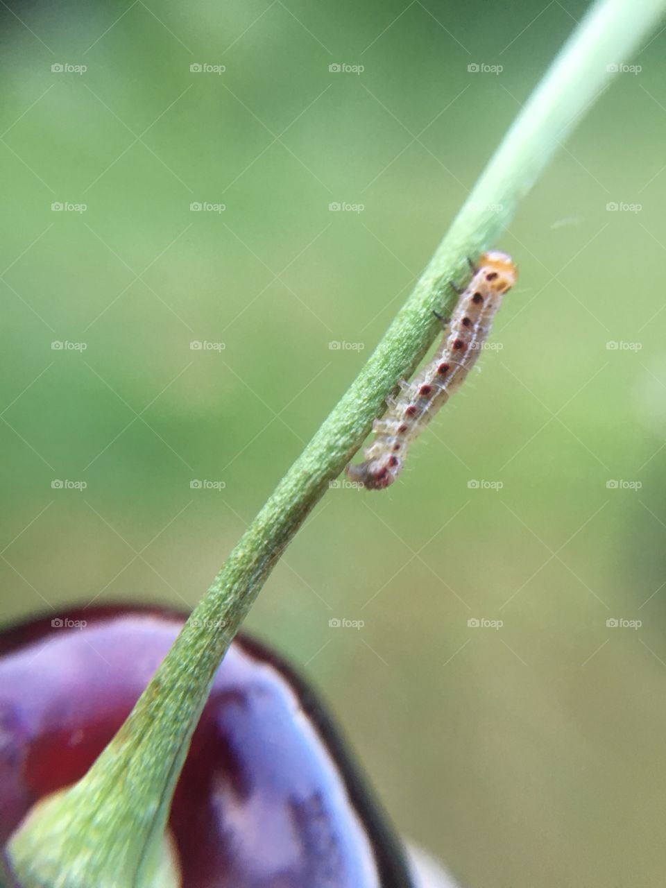 Tiny caterpillar