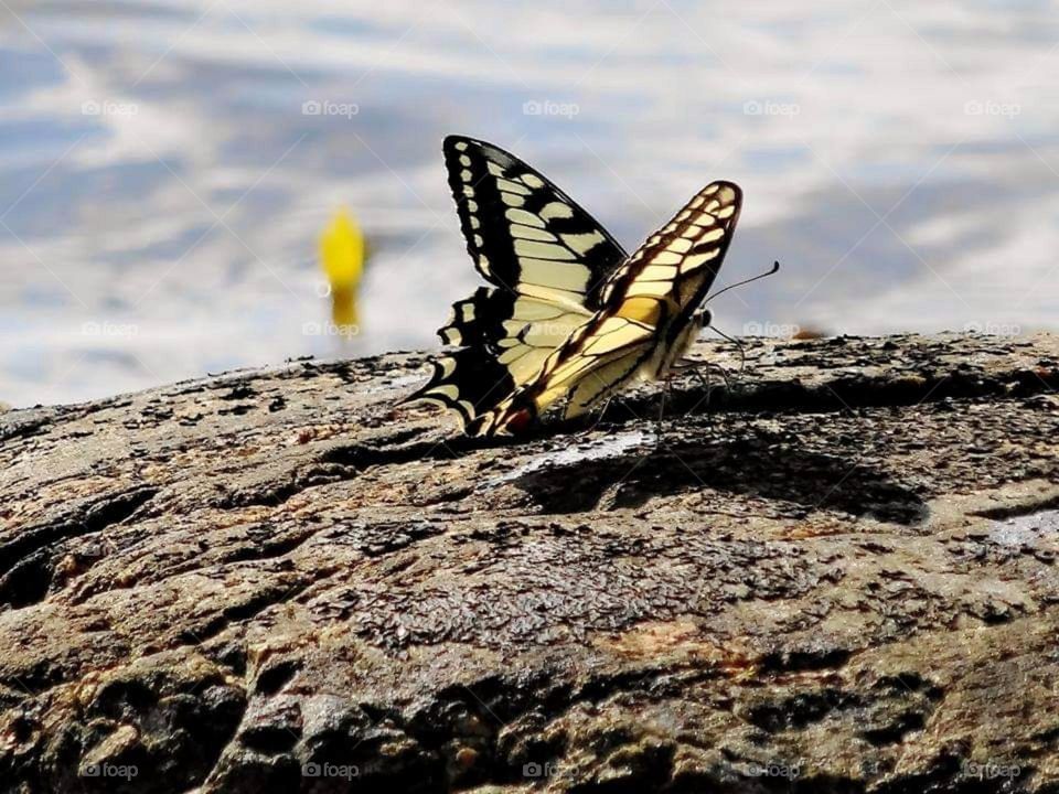 Machaon butterfly on a cliff