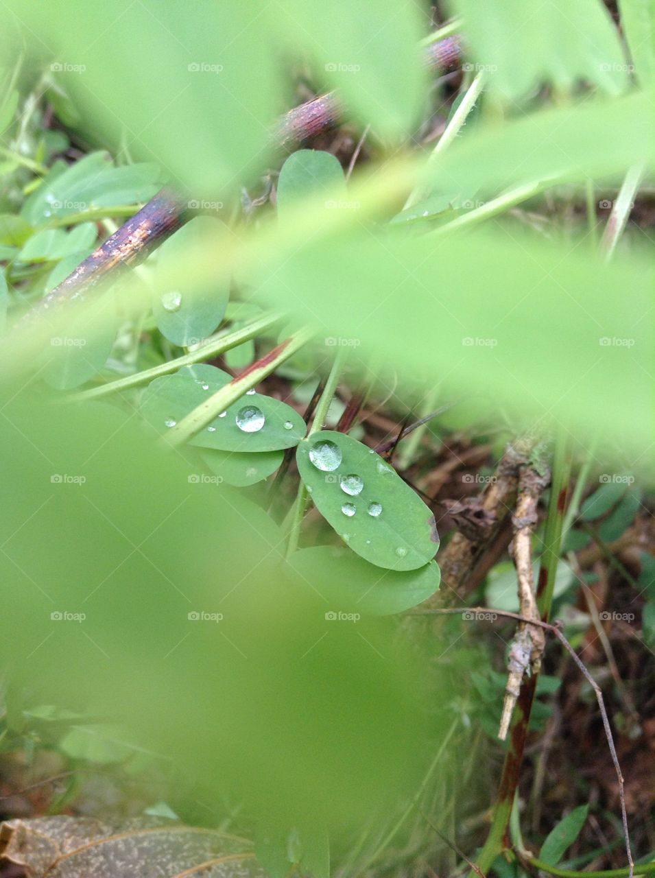 Close up of water drops through the brush. 
