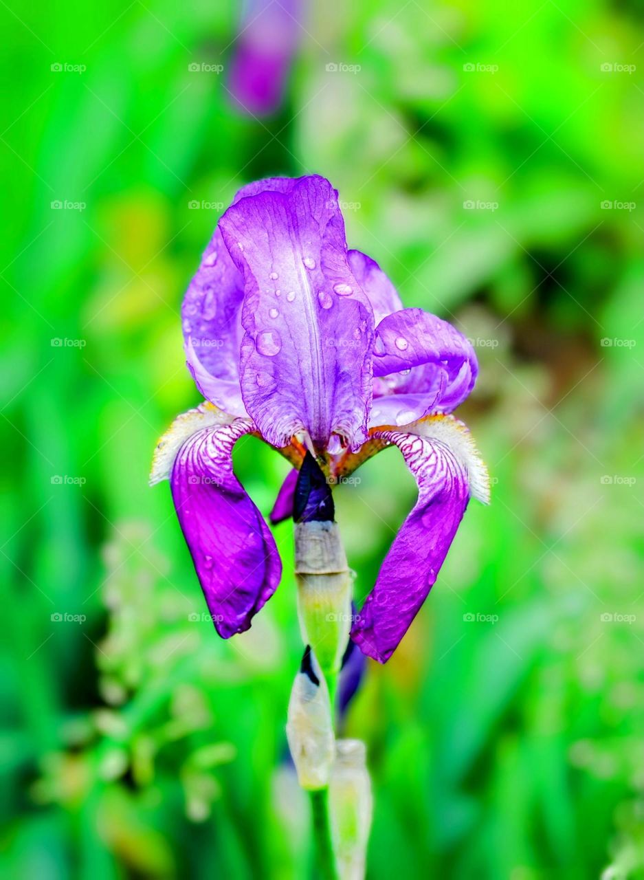 Iris flower