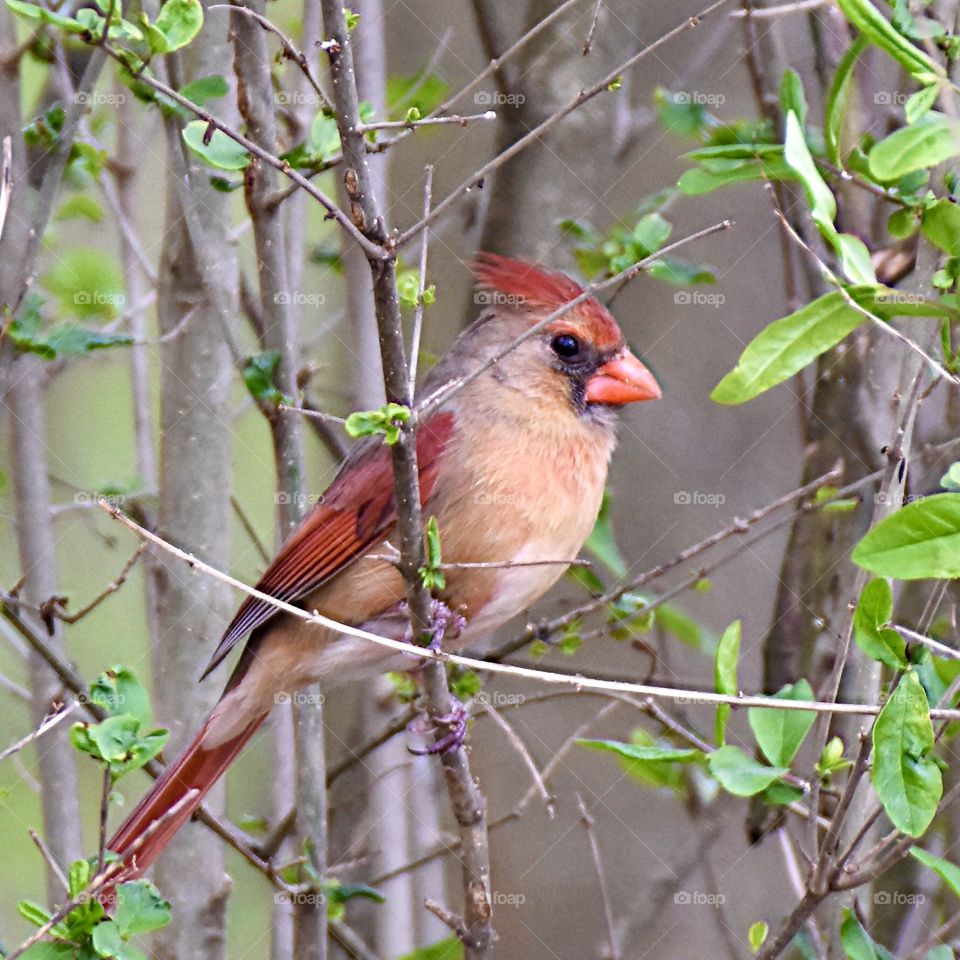 Female cardinal perched on a branch