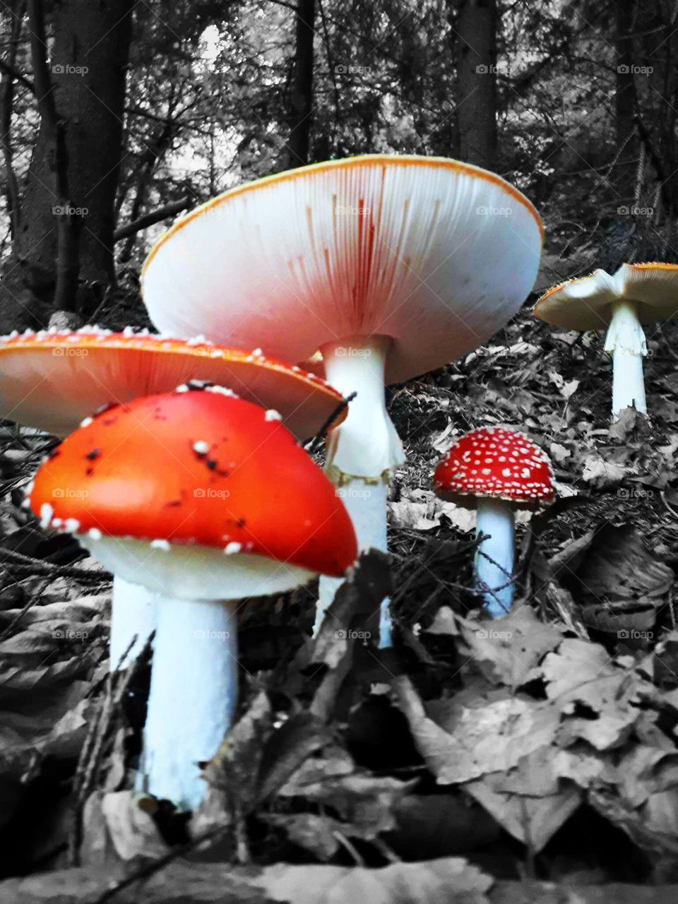 Amanita muscaria (toxic) muhara