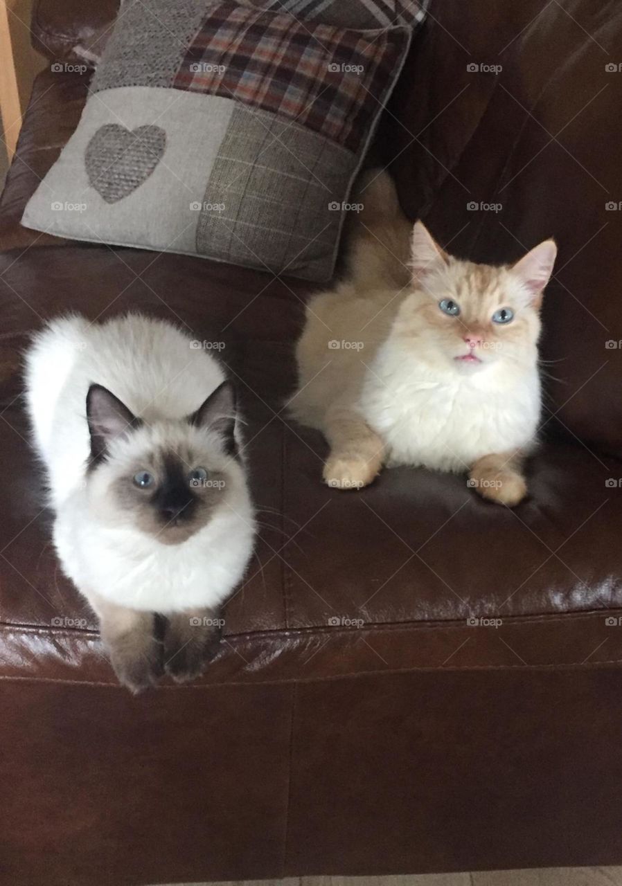 Look at the camera kitty’s 