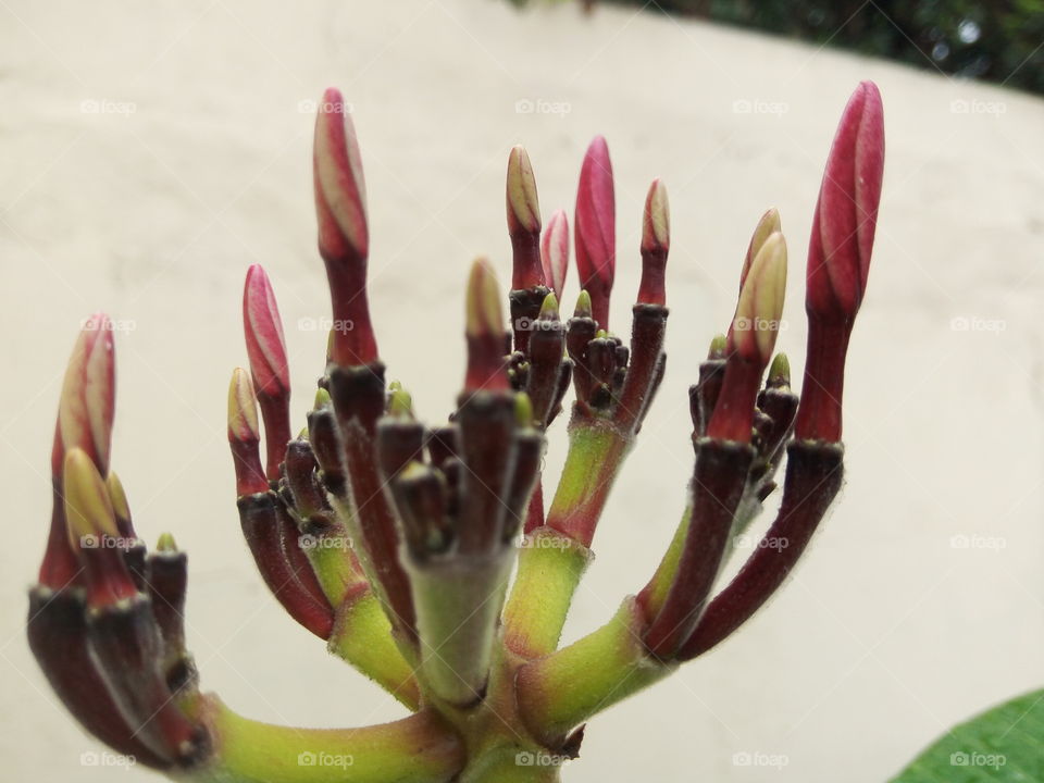 new buds frangipani