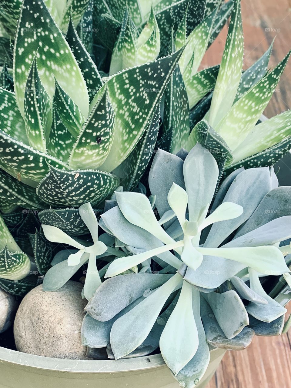 I love succulents. Varying shades of green. They all look beautiful together. They pair well with stone and wood. Droplets of water sit lovely on them.