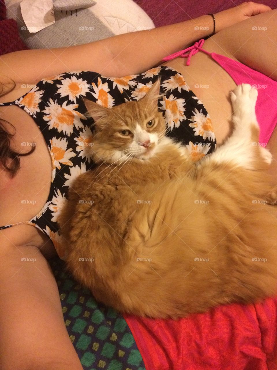 Cat cuddles