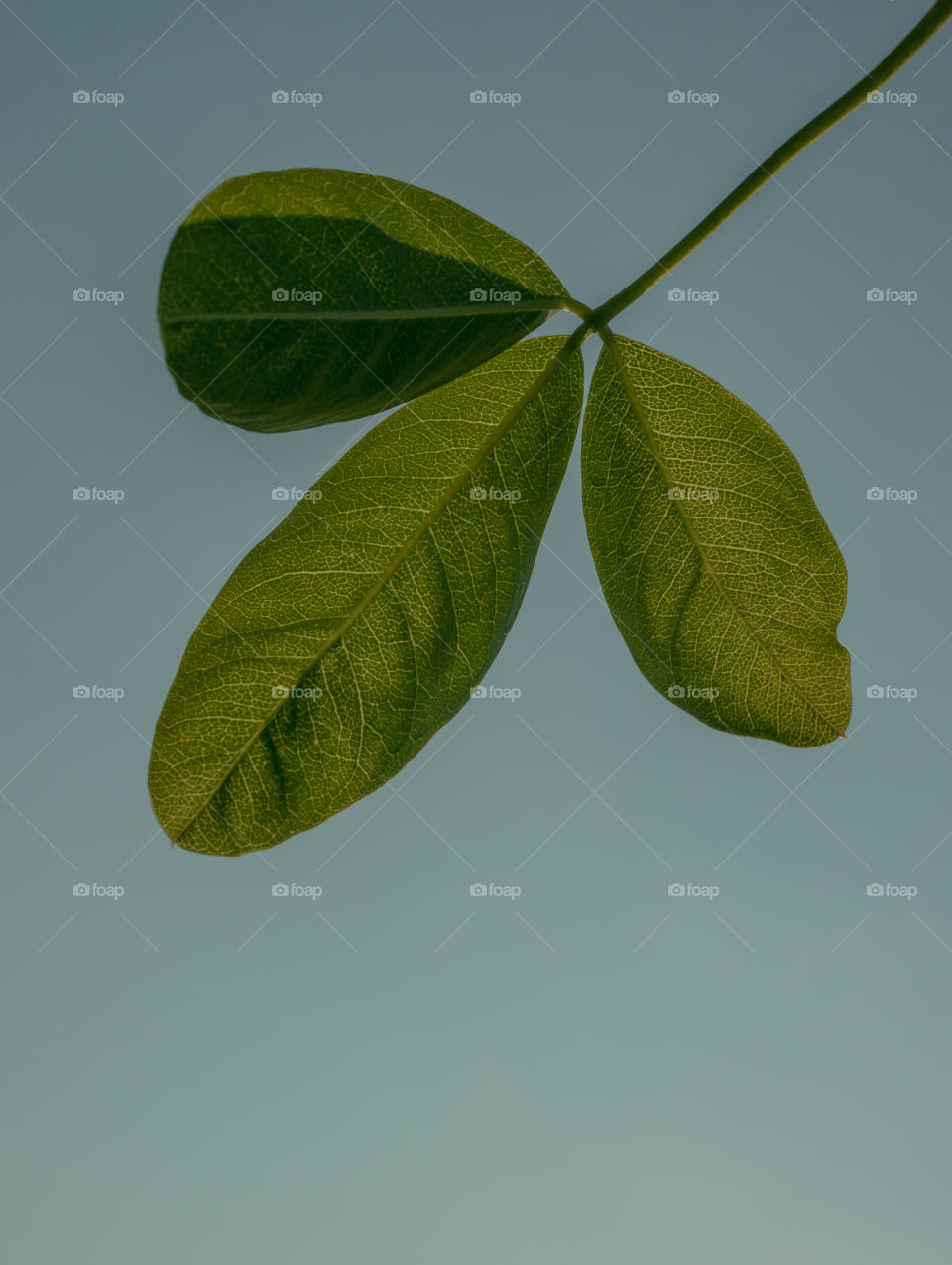 Plant isolated 